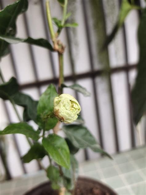 虎頭茉莉風水|【虎頭茉莉修剪】虎頭茉莉這樣剪，香氣更濃花更多！新手也能輕。